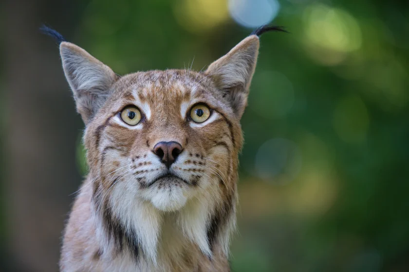 Wanderung zum Luchsgehege und Rabenklippe