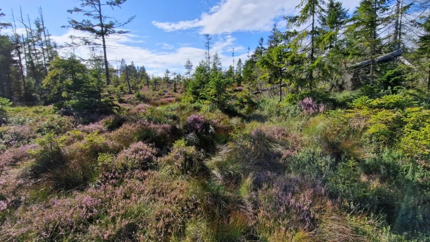 Was Pflanzen uns erzählen – Geführte Wanderung zur Flora des Nationalparks Harz