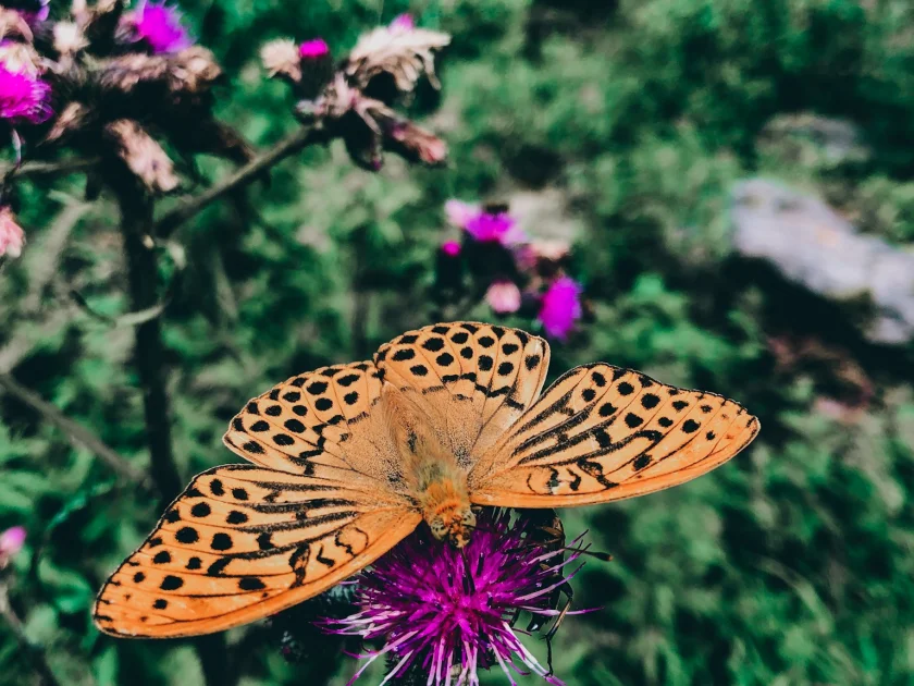 Weg der Sinne - Wanderung