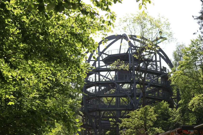 Wenn der Tag erwacht - Sonnenaufgang in den Wipfeln