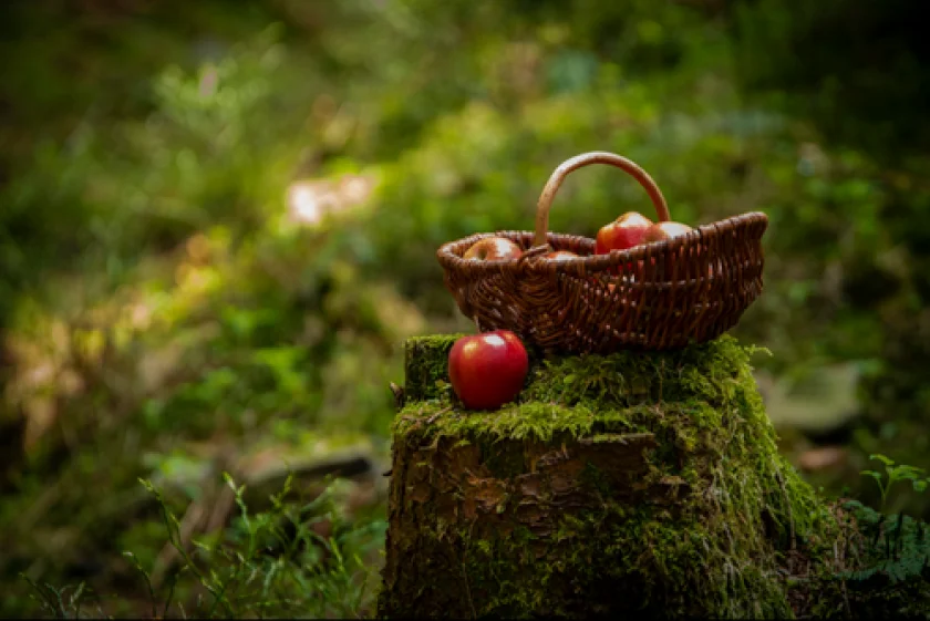"Wenn die Kobolde Kuchen backen" - Märchenwanderung für Familien - 