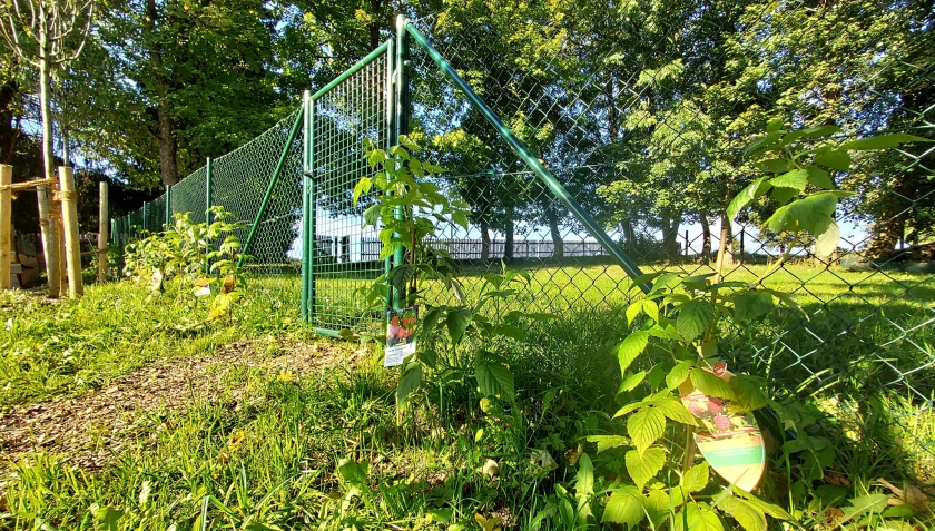 Wilde Beeren - mit der Wildpflanzenschule Harz