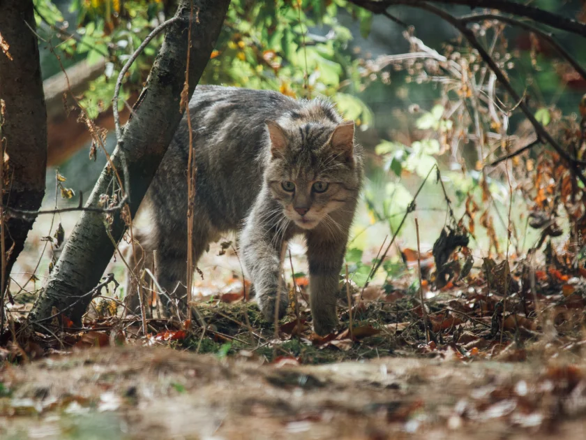 Wilde Tiere – wilder Wald – Was kreucht und fleucht im Nationalpark Harz?