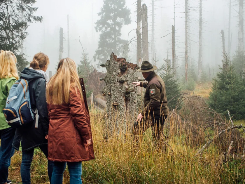 Wilde-Wald-Wandel-Tour - 