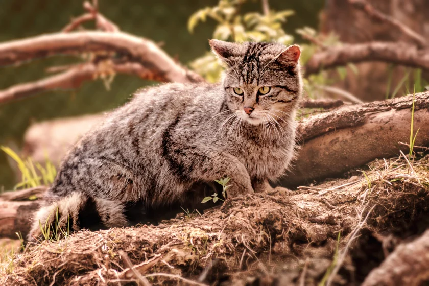Wildkatzen-Erlebniszentrum mit Schaufütterungen