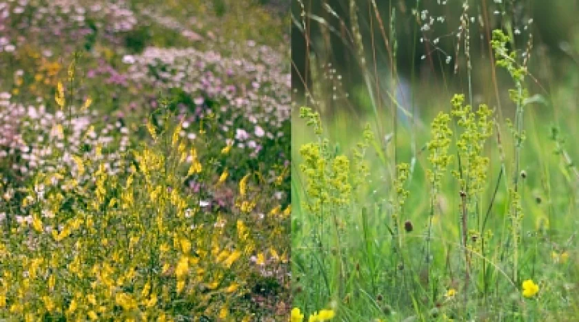Wildkräuterspaziergang mit der Kräuterfrau