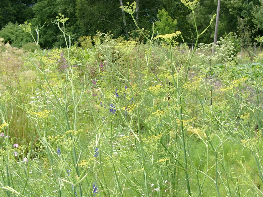 Wildkräuterwanderung