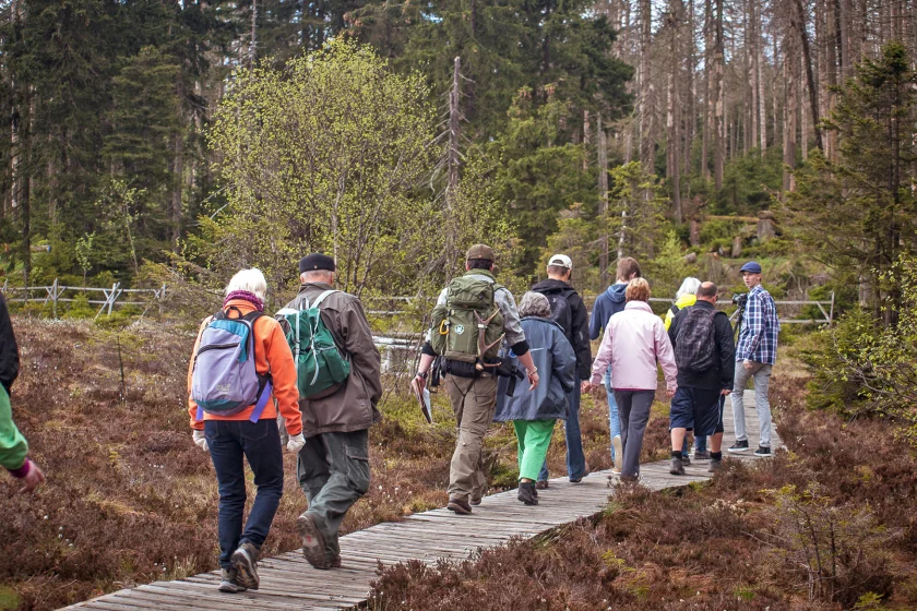Wildnisspaziergang – warum der Wald sich wandelt