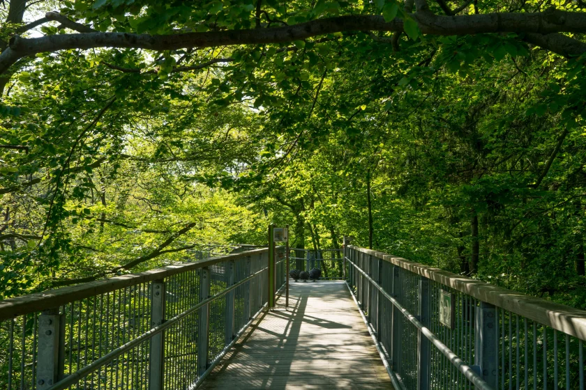 Yoga auf dem Baumwipfelpfad
